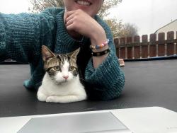 Lost Male Cat last seen Bridgehill drive and hoose drive. 43123, Grove City, OH 43123