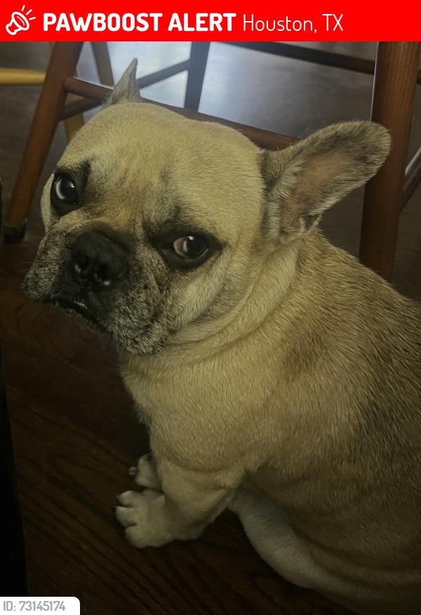 Lost Male Dog last seen Telephone/Golfcrest, Houston, TX 77087