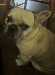 Lost Male Dog last seen Telephone/Golfcrest, Houston, TX 77087