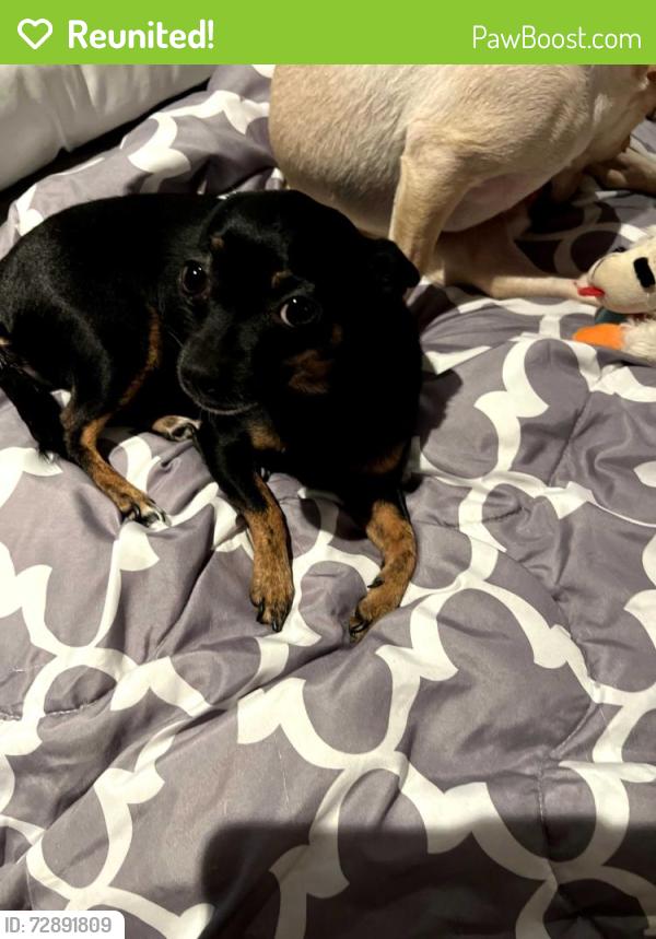 Reunited Male Dog last seen 5th and Cheltenham Area, Philadelphia, PA 19126