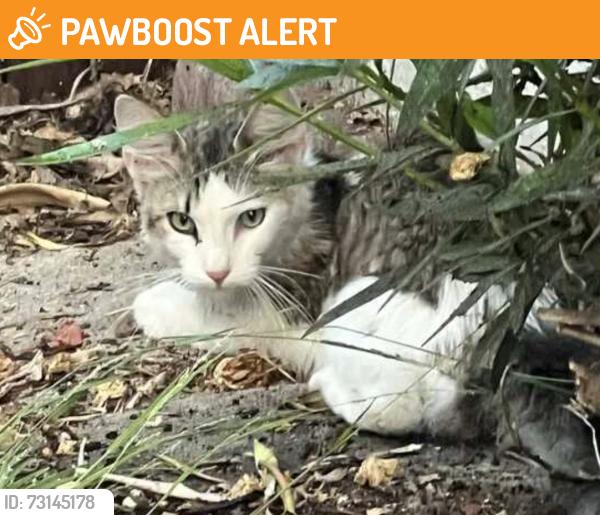 Found/Stray Unknown Cat last seen Rue Valois, Rancho Palos Verdes, CA, Rancho Palos Verdes, CA 90275