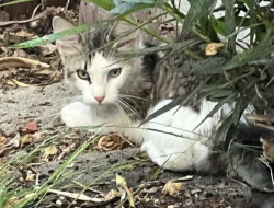 Found/Stray Unknown Cat last seen Rue Valois, Rancho Palos Verdes, CA, Rancho Palos Verdes, CA 90275