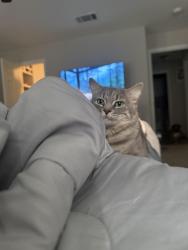 Lost Male Cat last seen Akins elementary, Wylie, TX 75098