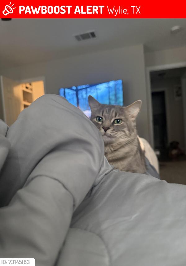 Lost Male Cat last seen Akins elementary, Wylie, TX 75098