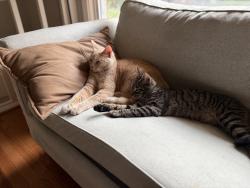 Reunited Female Cat last seen 3513b rolling hills alexandria, Alexandria, VA 22309