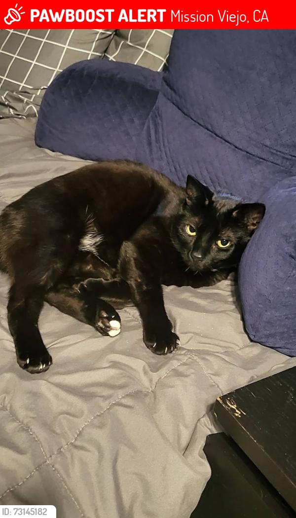 Lost Male Cat last seen Via Calzada Mission Viejo, CA, Mission Viejo, CA 92691