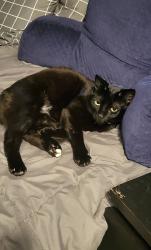Lost Male Cat last seen Via Calzada Mission Viejo, CA, Mission Viejo, CA 92691