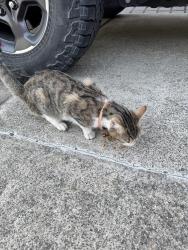 Found/Stray Unknown Cat last seen Near Merrill Dr, San Jose, CA 95124