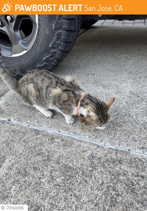 Found/Stray Unknown Cat last seen Near Merrill Dr, San Jose, CA 95124