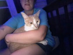 Found/Stray Female Cat last seen Eagleton ballpark, Maryville, TN 37804