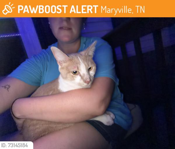 Found/Stray Female Cat last seen Eagleton ballpark, Maryville, TN 37804