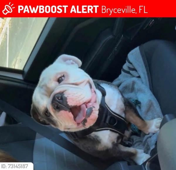 Lost Male Dog last seen Ford Rd, Plummer Rd., US 301, New Kings Rd., Mickler Rd., Bryceville, FL 32009