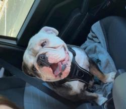 Lost Male Dog last seen Ford Rd, Plummer Rd., US 301, New Kings Rd., Mickler Rd., Bryceville, FL 32009