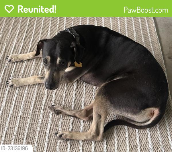 Reunited Male Dog last seen Tinker St, Timothy Ave, Port Charlotte, FL 33948