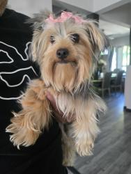 Reunited Female Dog last seen Saticoy sepulveda, Los Angeles, CA 91406