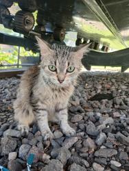 Reunited Female Cat last seen Lester prairie, Minnesota, USA, Lester Prairie, MN 55354