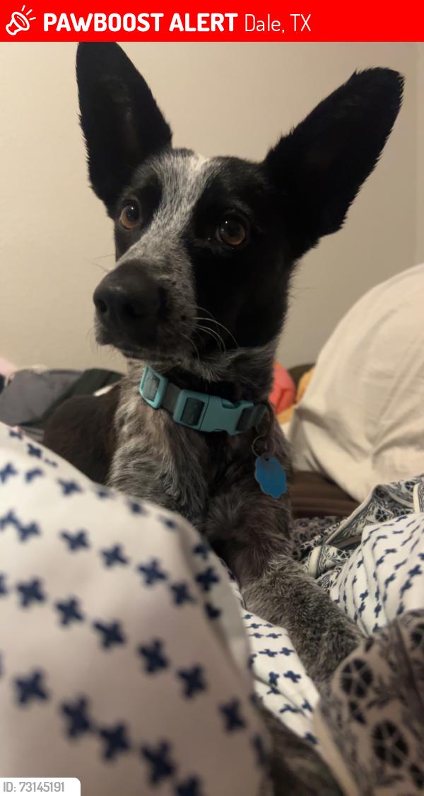 Lost Female Dog last seen Hazelnut nut cove, Dale, TX 78616