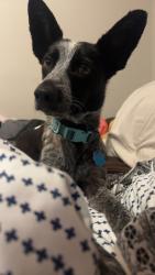 Lost Female Dog last seen Hazelnut nut cove, Dale, TX 78616