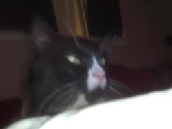 Reunited Male Cat last seen Goliad, San Antonio, TX 78235