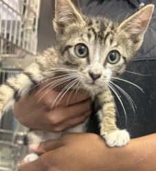 Shelter Stray Male Cat last seen Exit 36 North Lake I-285 Tucker, GA 30084, 30084, GA, 3280 Chamblee Dunwoody Rd, Chamblee, GA 30341, USA