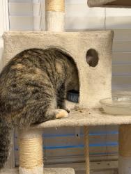Reunited Female Cat last seen Longden Ave and Mayflower Ave, Arcadia, CA 91006