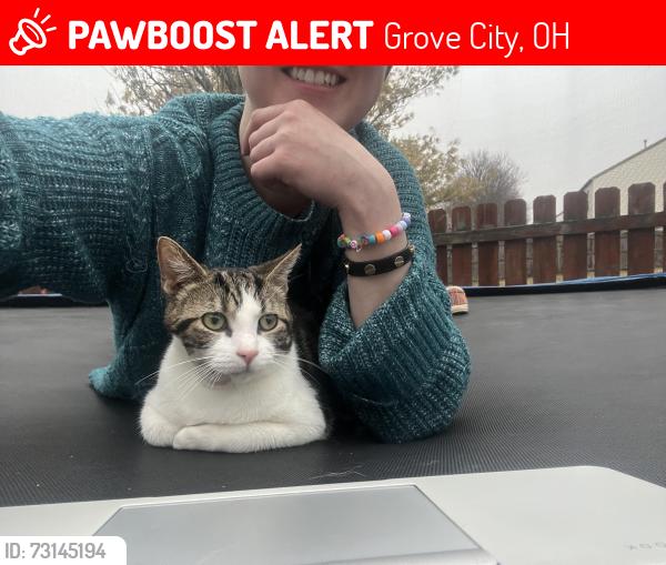 Lost Male Cat last seen Bridgehill Dr, Grove City- OH, Grove City, OH 43123