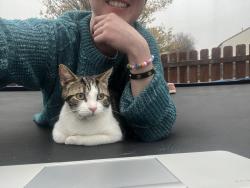Lost Male Cat last seen Bridgehill Dr, Grove City- OH, Grove City, OH 43123