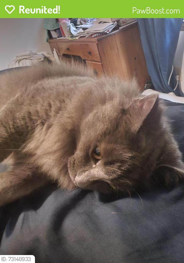 Reunited Male Cat last seen Gail dr, mckinley dr, Maddox wood dr, Griffin, GA 30224