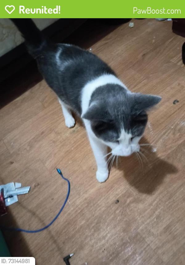 Reunited Male Cat last seen York Ave & mendota Street, Saint Paul, MN 55106