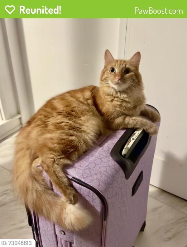 Reunited Male Cat last seen Hīhīmanu st. Waimanalo Beach, Waimanalo Beach, HI 96795