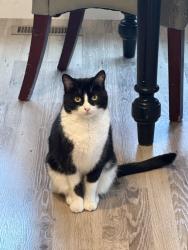 Lost Female Cat last seen W 1700 N, N 4020 W, Lehi, UT 84043