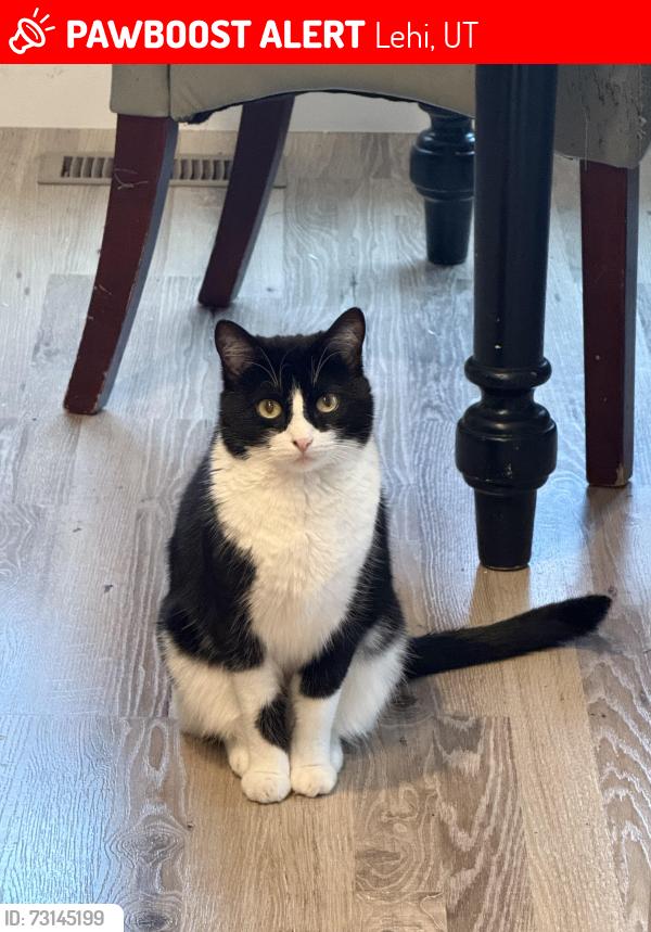 Lost Female Cat last seen W 1700 N, N 4020 W, Lehi, UT 84043