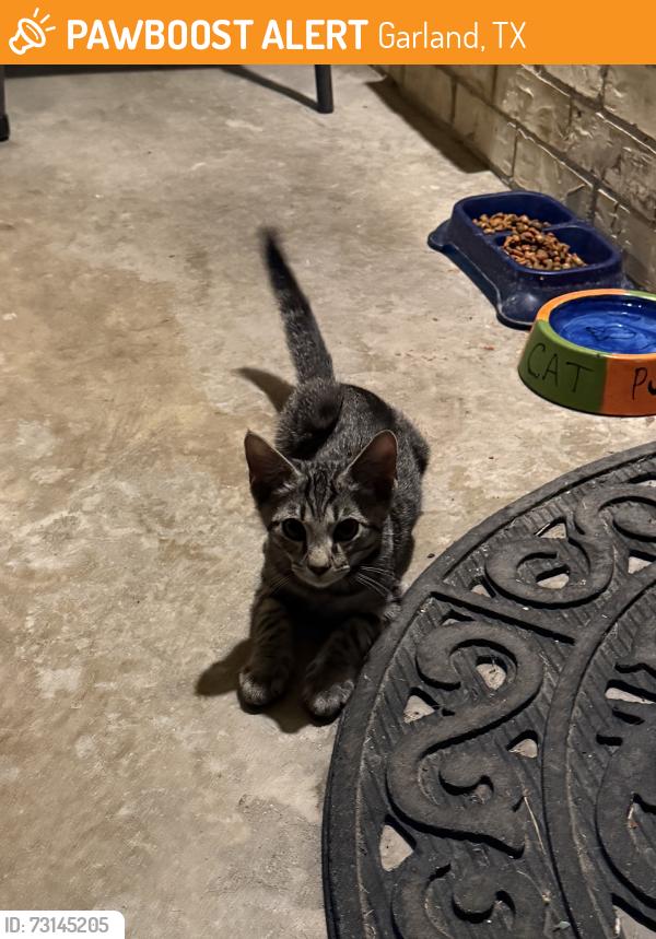 Found/Stray Male Cat last seen O henry, Garland, TX 75042