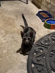 Found/Stray Male Cat last seen O henry, Garland, TX 75042