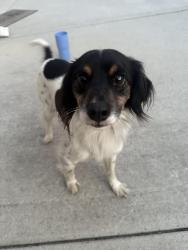 Reunited Male Dog last seen 73rd St and S Homan Ave, Chicago, IL 60629