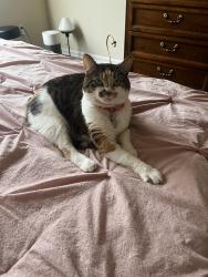 Reunited Female Cat last seen 27th, Ocala, FL 34475