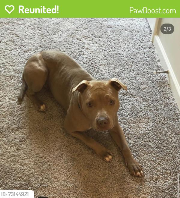 Reunited Female Dog last seen Near Asberry Ct, Nashville, TN 37221, Nashville, TN 37221