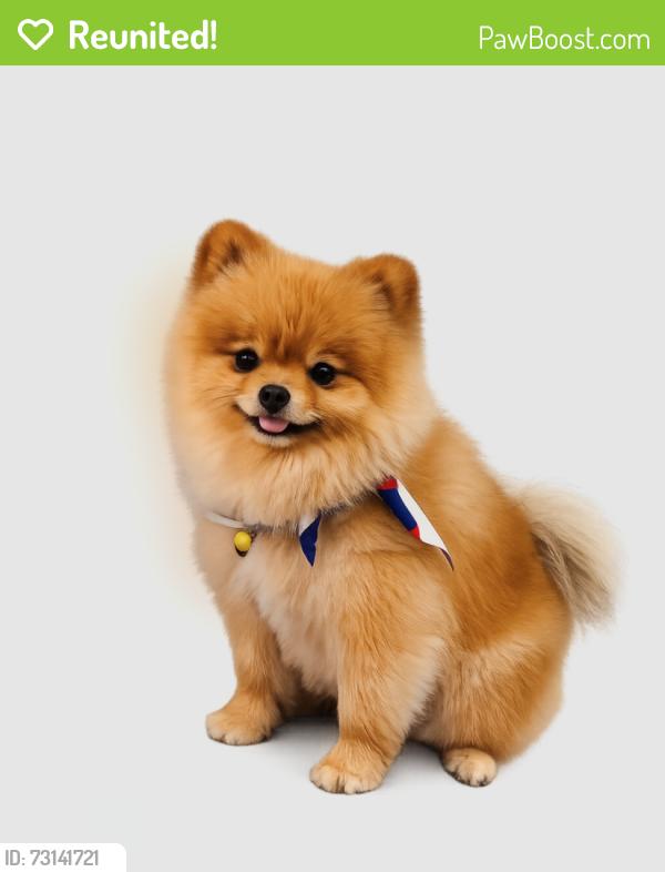 Reunited Unknown Dog last seen Harvey and 10th Plaza, McAllen, TX 78501