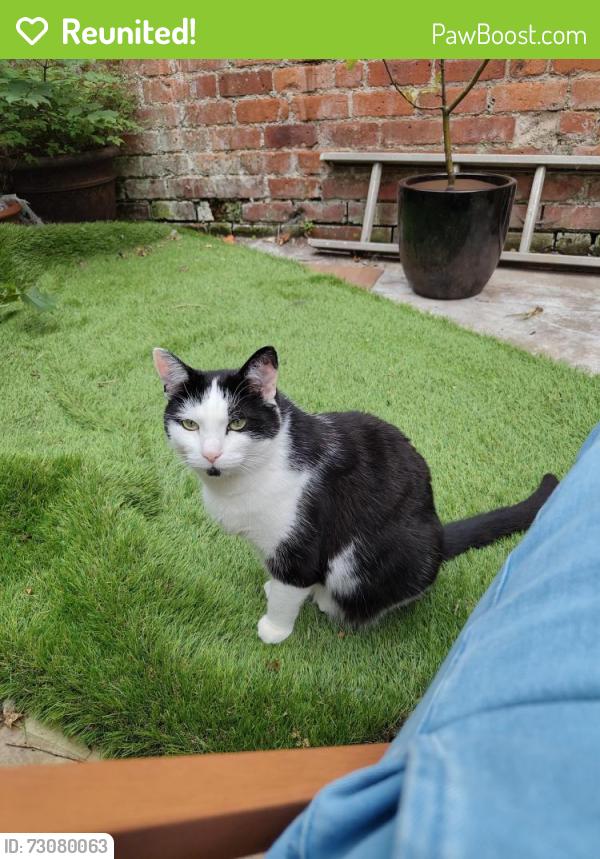 Reunited Male Cat last seen Elmswood Avenue, Moss Side, Greater Manchester, England M14