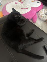 Lost Male Cat last seen cortez, Sebring, FL 33872