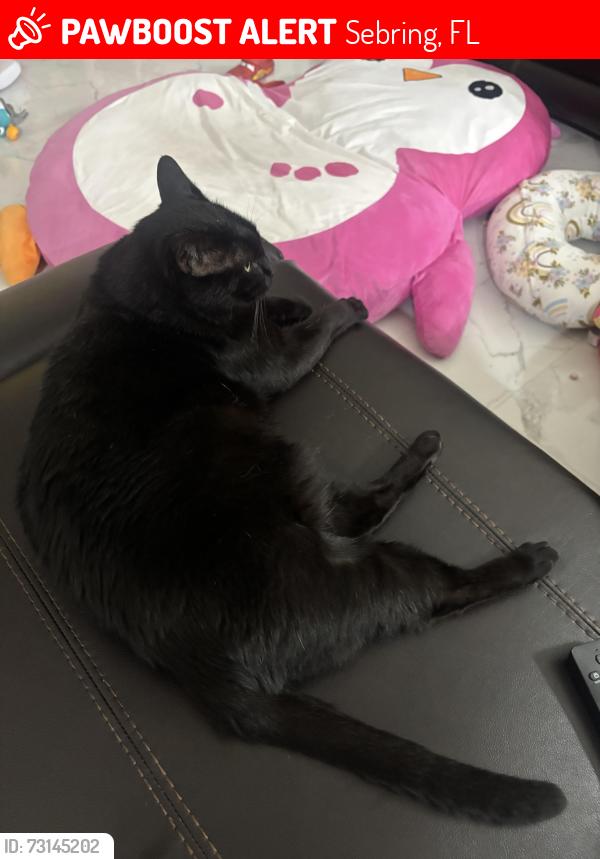 Lost Male Cat last seen cortez, Sebring, FL 33872