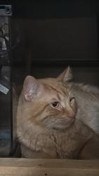 Lost Male Cat last seen Near Crosspoint Pkwy Suite 100, Getzville, NY 14068, Getzville, NY 14068