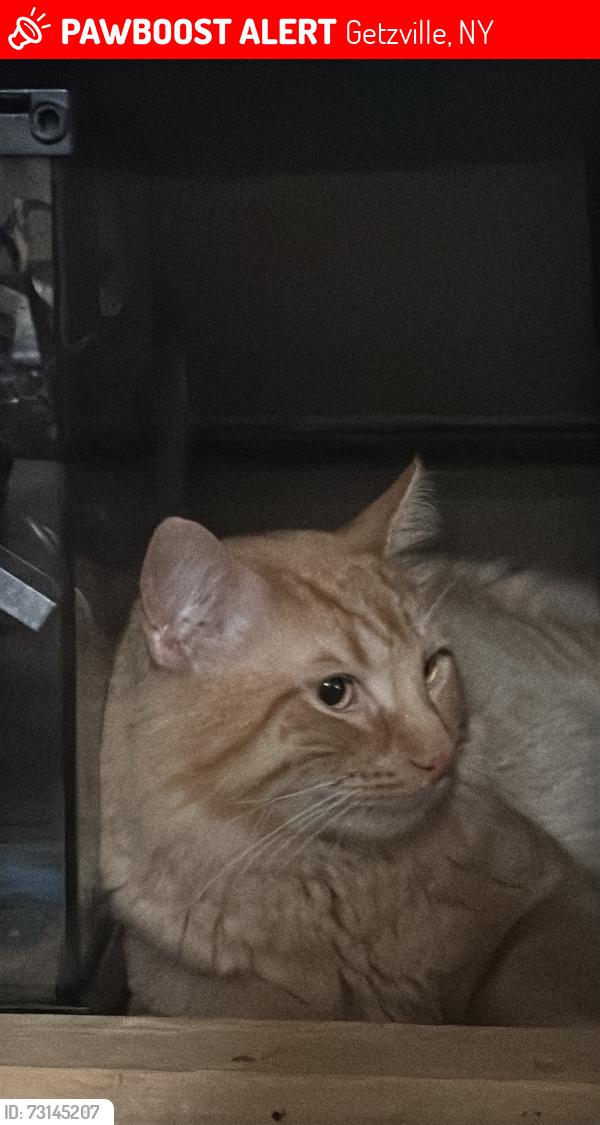 Lost Male Cat last seen Near Crosspoint Pkwy Suite 100, Getzville, NY 14068, Getzville, NY 14068