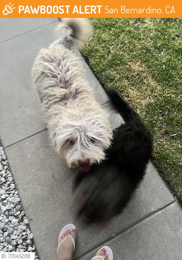 Found/Stray Unknown Dog last seen Off of LIL Mountain Drive and 30th St., San Bernardino, CA 92405