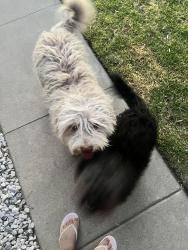 Found/Stray Unknown Dog last seen Off of LIL Mountain Drive and 30th St., San Bernardino, CA 92405