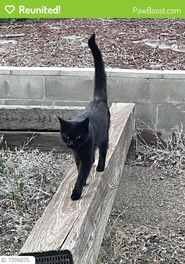 Reunited Unknown Cat last seen Near block 79th Ave, Westminster, CO 80030