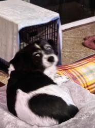 Reunited Female Dog last seen 4th and Turner, Ontario, CA 91764