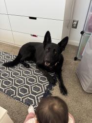 Reunited Female Dog last seen Little Caesars on El Cajon Blvd & College Ave 92115, San Diego, CA 92115