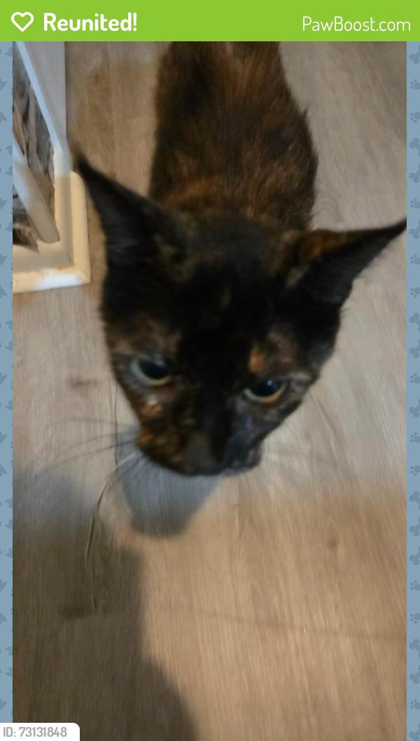 Reunited Female Cat last seen Songwood Neighborhood on S Gordon Rd, Mableton, GA 30168