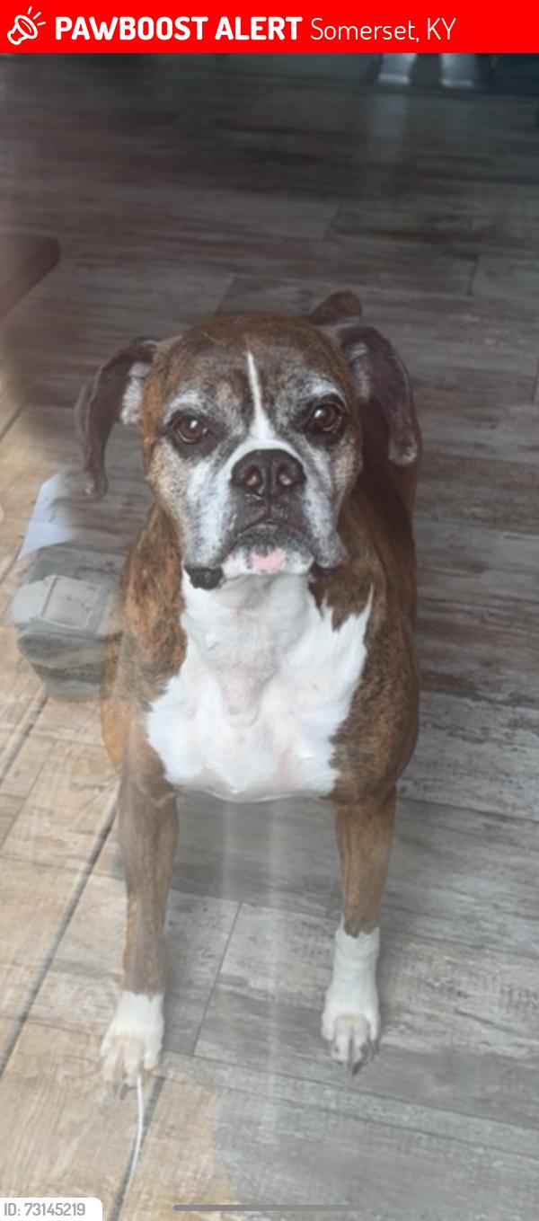 Lost Female Dog last seen Hwy 934, Somerset, KY 42503